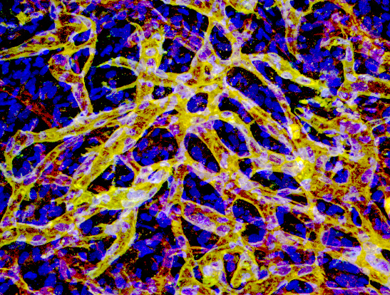 Neutrophils play an unexpected role in bioengineered vasculature